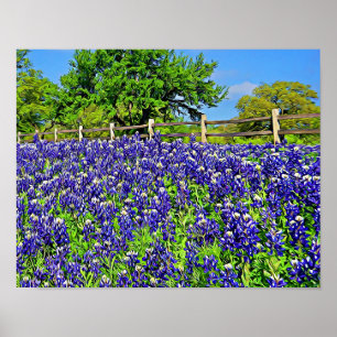 Poster Arte Fotográfica de Flores Bluebonnet Storybook