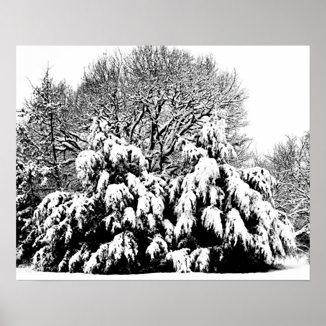 Poster Arte Fotográfico Preto e Branco Árvores de Neve Ca (Frente)