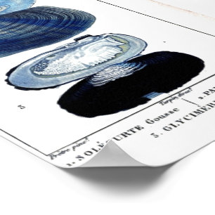 Póster arte francesa botânica da praia do vintage azul