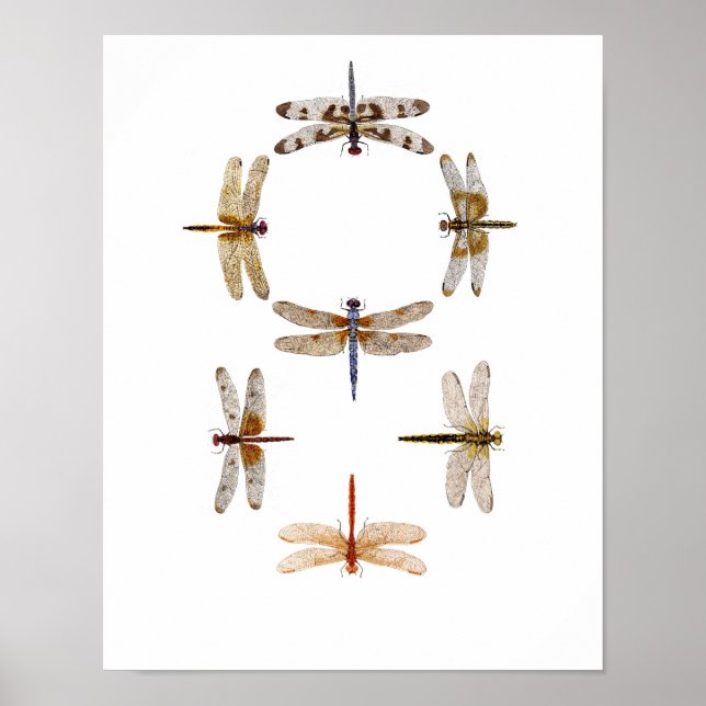 Póster Arte Gráfica Dragonfly (Frente)