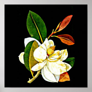 Poster Arte-Mary Poster-Botânica Delany 1