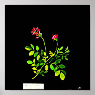 Poster Arte-Mary Poster-Botânica Delany 15