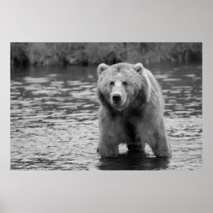 Poster Arte Moderna Florestal Urso Cinzento Preto e Branc