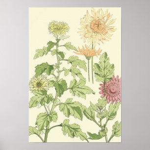 Póster Arte Nova Antiga, Crisântemos em um Jardim