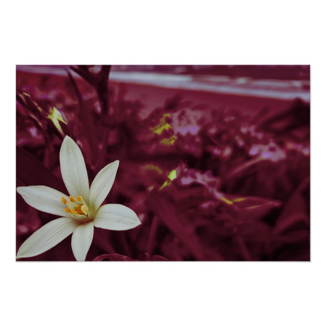 Póster Arte paisagística das flores do oceano (Frente)