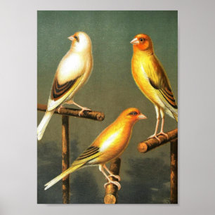 Póster Arte-Pássaro-Canaries-e-gaiola-pássaro-Goldfinch