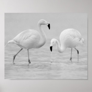 Poster Arte Tropical de Flamingo Branco e Preto
