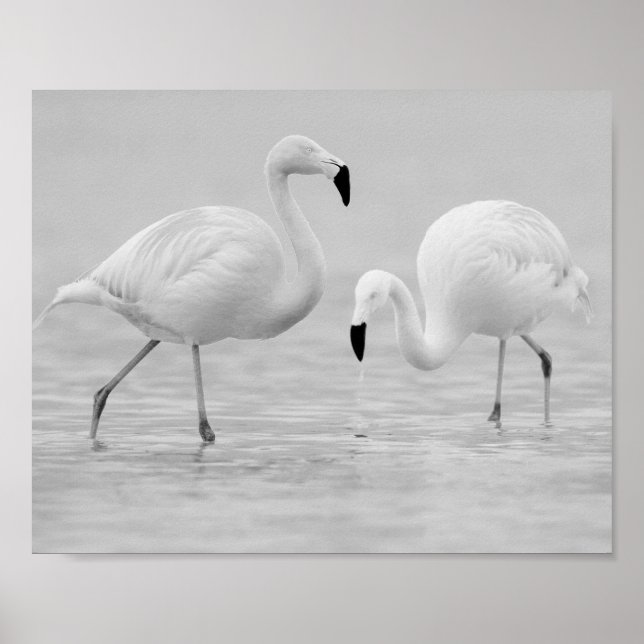 Poster Arte Tropical de Flamingo Branco e Preto (Frente)