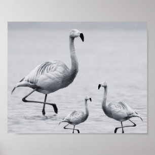 Poster Arte Tropical de Flamingo Branco e Preto