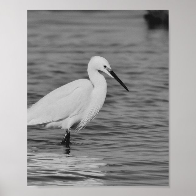 Poster Arte Tropical de Herão Branco e Preto (Frente)