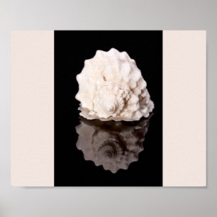 Poster Arte Tropical Imprimível de Seashell Preto e Branc