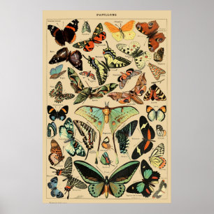 Poster Arte Vintage Butterfly Papillon