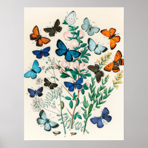 Poster Arte Vintage Butterfly Papillon