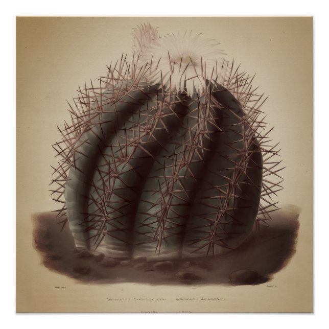 Póster Arte vintage de cactus (Frente)