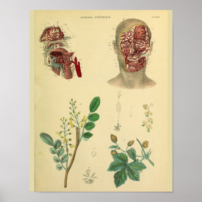 Póster Artérias Rostos Plantas Medicinais Anatomia Impres (Frente)