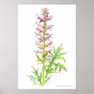 Póster Artes de ursos Acanthus mollis aquarela