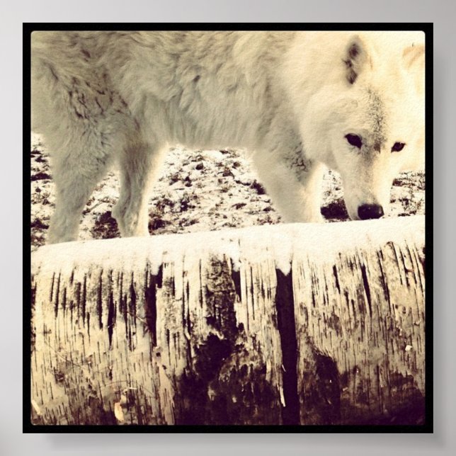 Póster Arthur the Wolf (Frente)