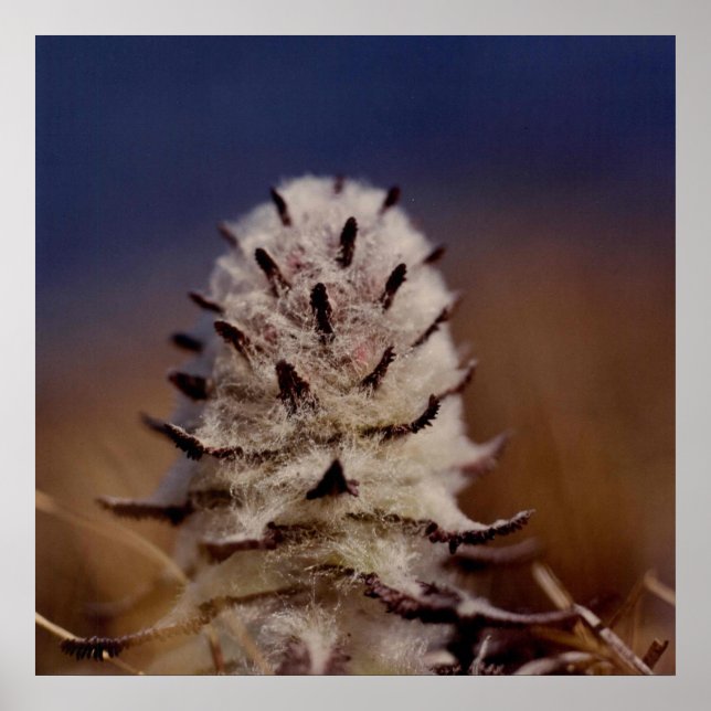 Póster Artic Wooly Lousewart Flower Photo Designada (Frente)