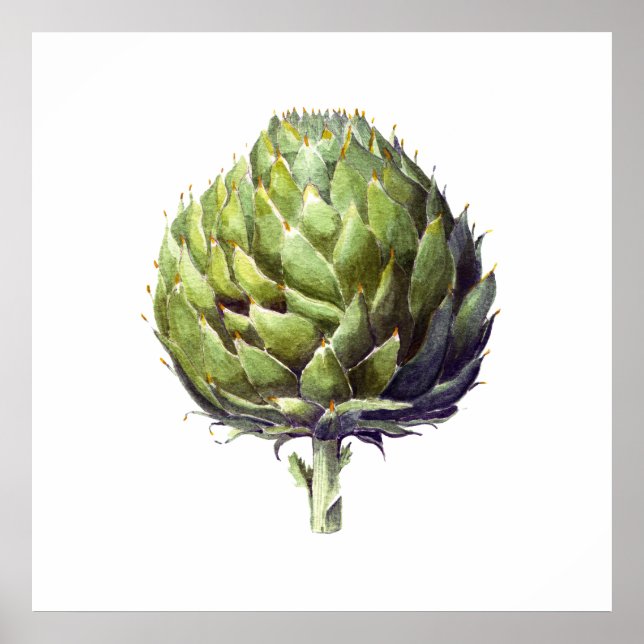 Poster Artichoke botânica watercolor art (Frente)