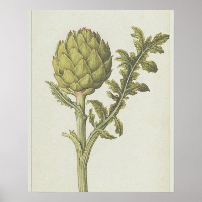 Póster Artichoke: Cynara scolymus, c.1568 (Frente)
