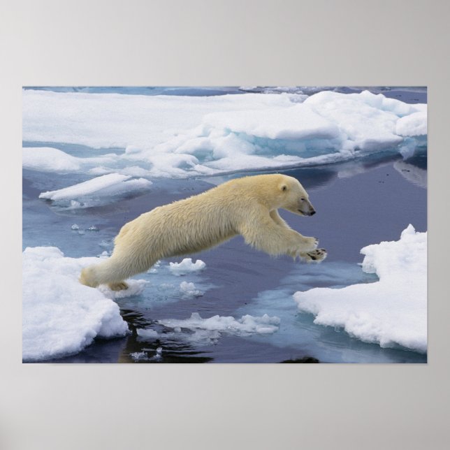 Poster Ártico, Svalbard, Urso Polar estendendo (Frente)