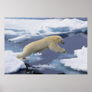 Póster Ártico, Svalbard, Urso Polar estendendo