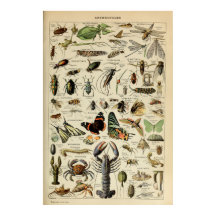 Artrópodes - Coleção de animais invertebrados