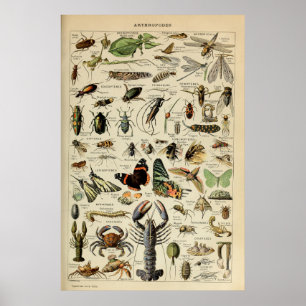 Poster Artrópodes - Coleção de animais invertebrados