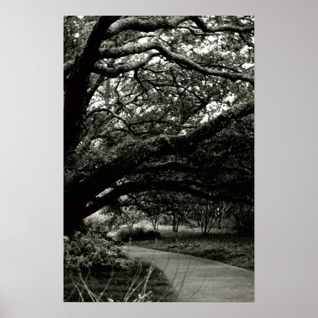 Poster Árvore (Frente)