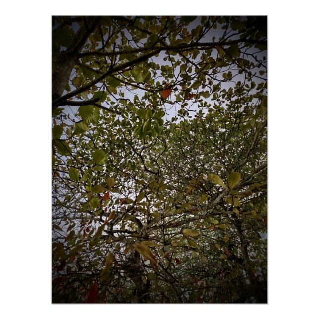 Póster Árvore (Frente)