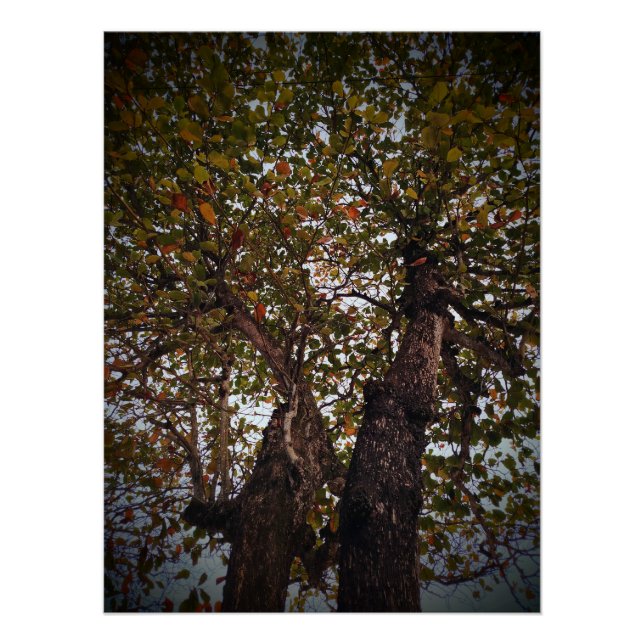 Póster Árvore (Frente)