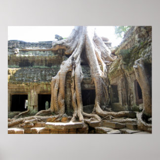 Póster Árvore Angkor