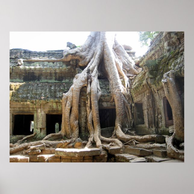 Póster Árvore Angkor (Frente)