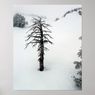 Póster Árvore antiga no Solteiro do Monte