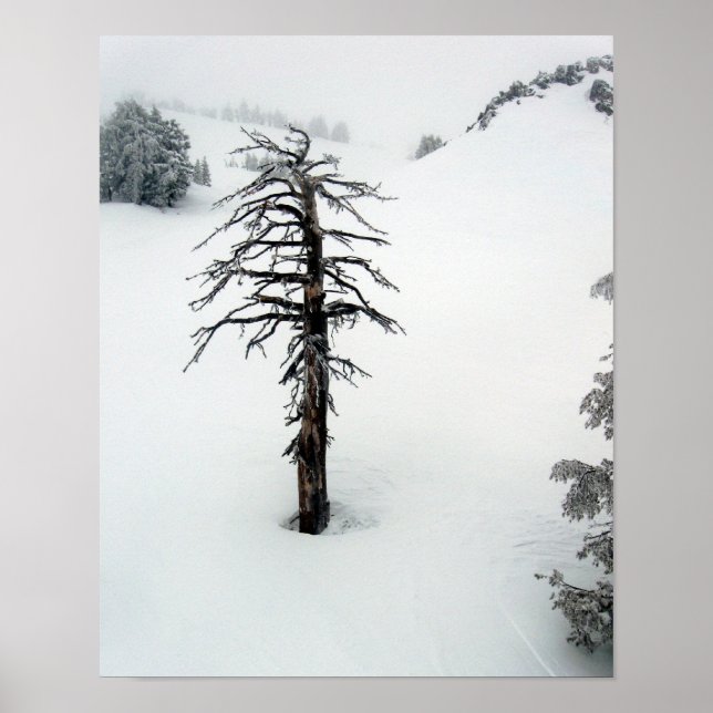 Póster Árvore antiga no Solteiro do Monte (Frente)