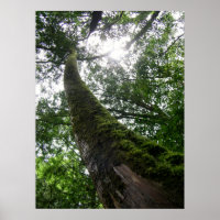 Árvore Antiga/Santuário Florestal Nacional de Lala