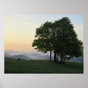 Poster Árvore ao nascer do sol