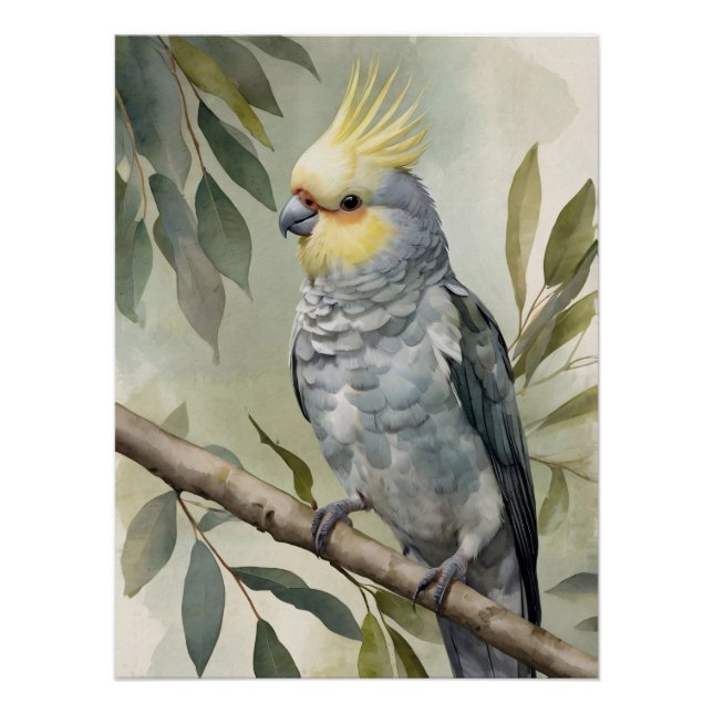 Póster Árvore Aquarela Cockatiel Eucalyptus (Frente)