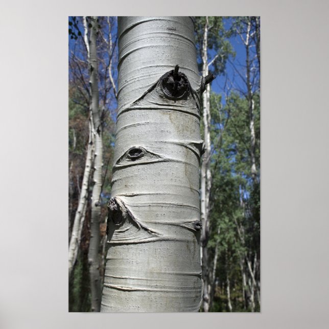 Poster Árvore Aspen do Colorado Invertido (Frente)