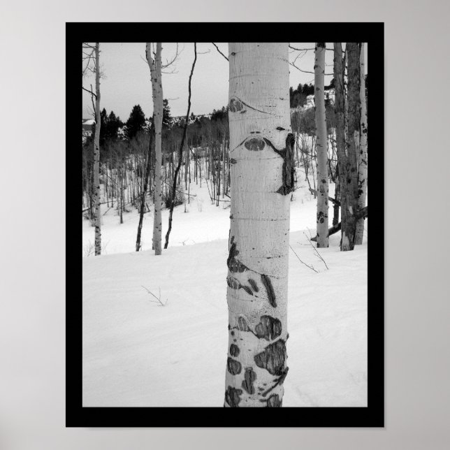 Poster Árvore Aspen no Inverno do Colorado (Frente)
