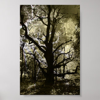 Poster Árvore assombrada