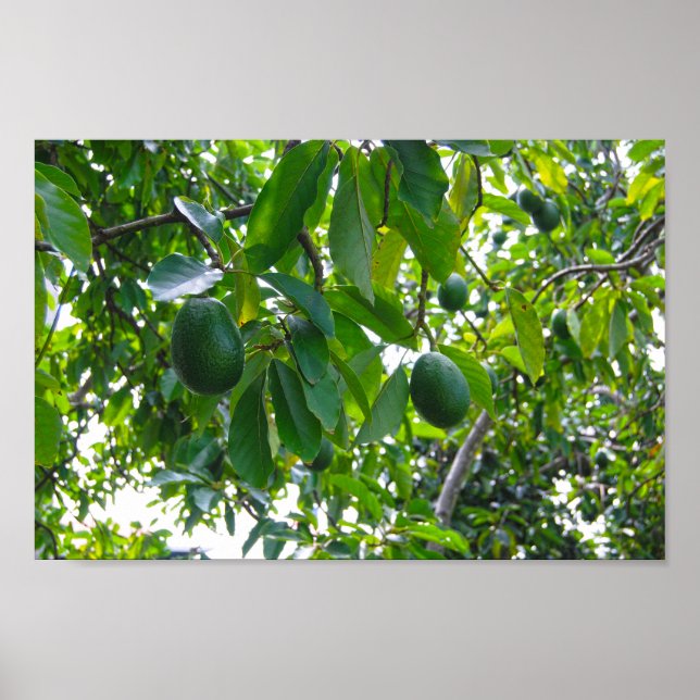 Poster Árvore Avocado em um pomar na ilha do Havaí (Frente)
