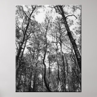 Póster Árvore (b/w)