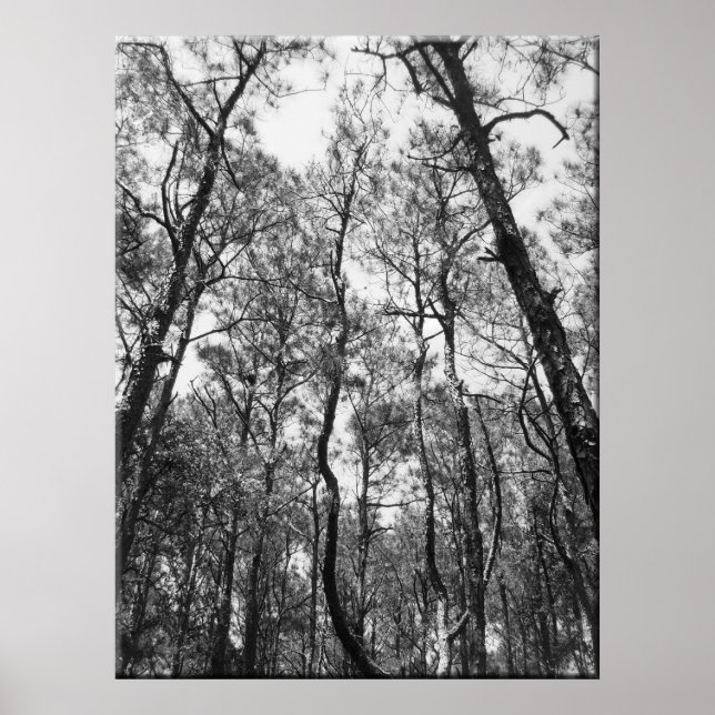 Póster Árvore (b/w) (Frente)