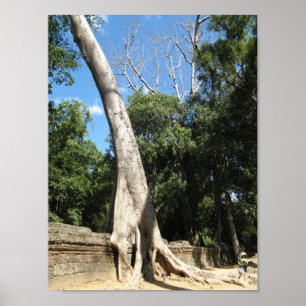 Póster Árvore Banyan gigante ... Ta Prohm Temple, Camboj