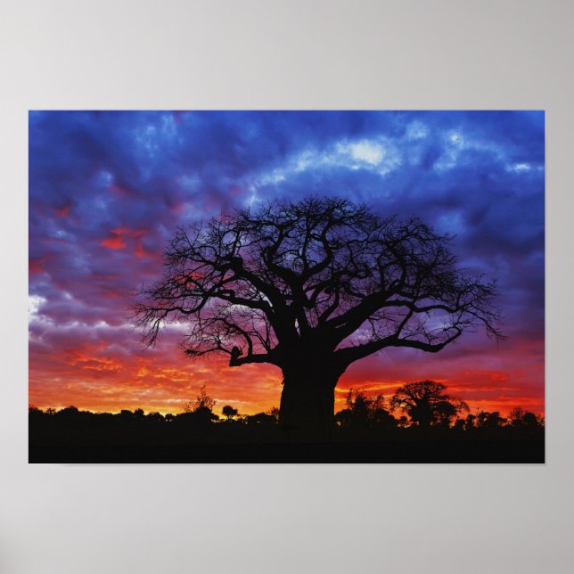 Póster Árvore baobá africana, Adansonia digitata, 2 (Frente)