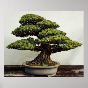 Poster Árvore Bonsai de pinheiro branco japonês