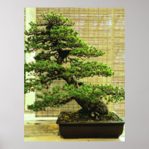 Árvore Bonsai de pinheiro branco japonês