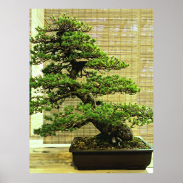 Poster Árvore Bonsai de pinheiro branco japonês