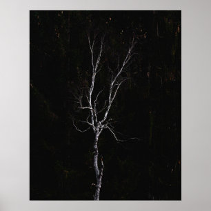 Poster árvore branca solitário
